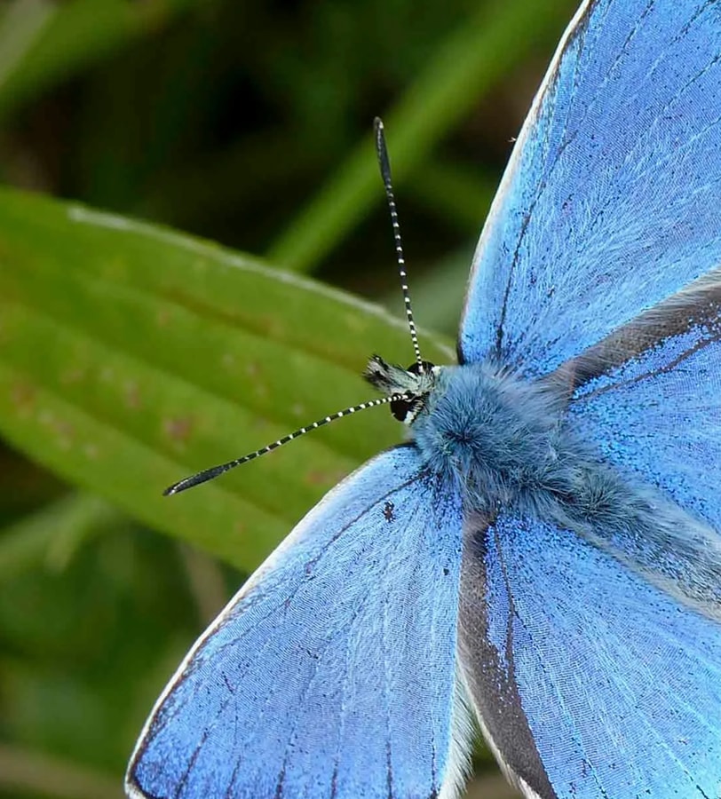 BeButterflyFriendly